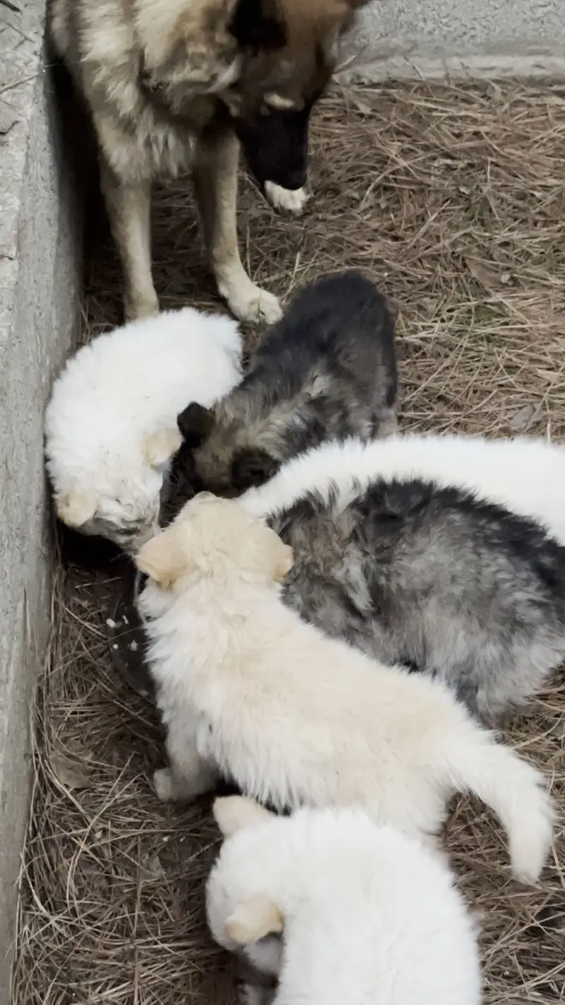 Alaskan Shepherd pups — photo 9