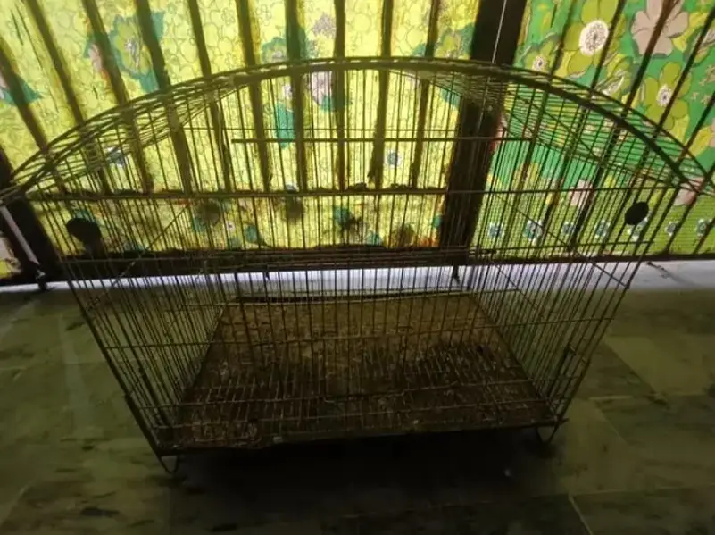 Birds iron cage A condition — photo 2