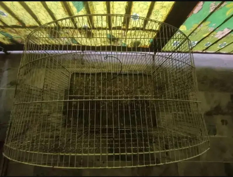 Birds iron cage A condition — photo 3