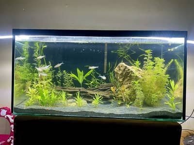 Live planted aquarium with all equipment