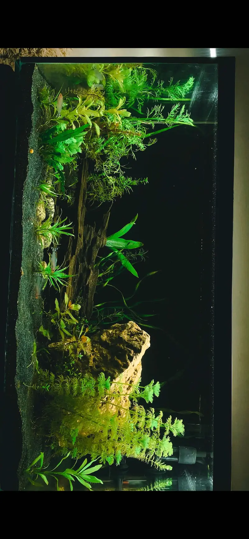 Live planted aquarium with all equipment — photo 2