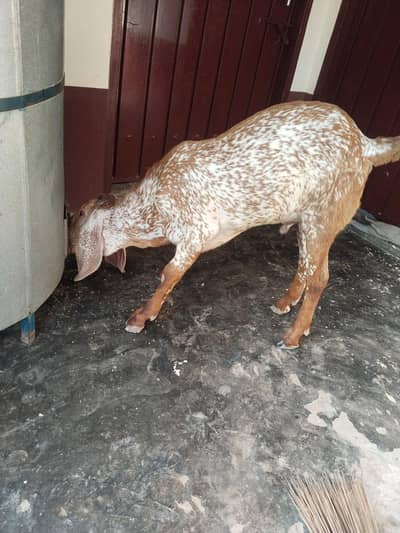 desi Bakra for sale