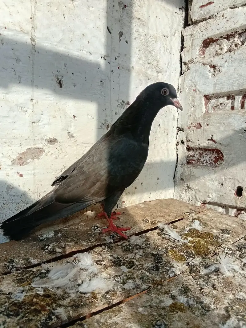 Kam agar Femal watts app 03457778973 — photo 2