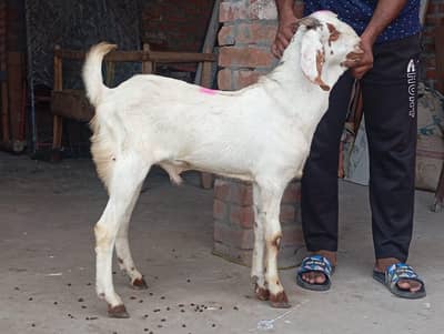 Dasi bakra 2027 ki Qurbani k liya