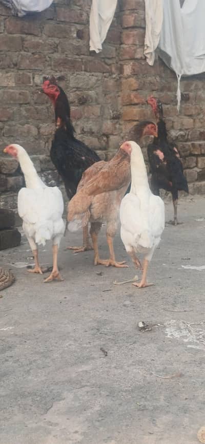 Aseel shamo for sale