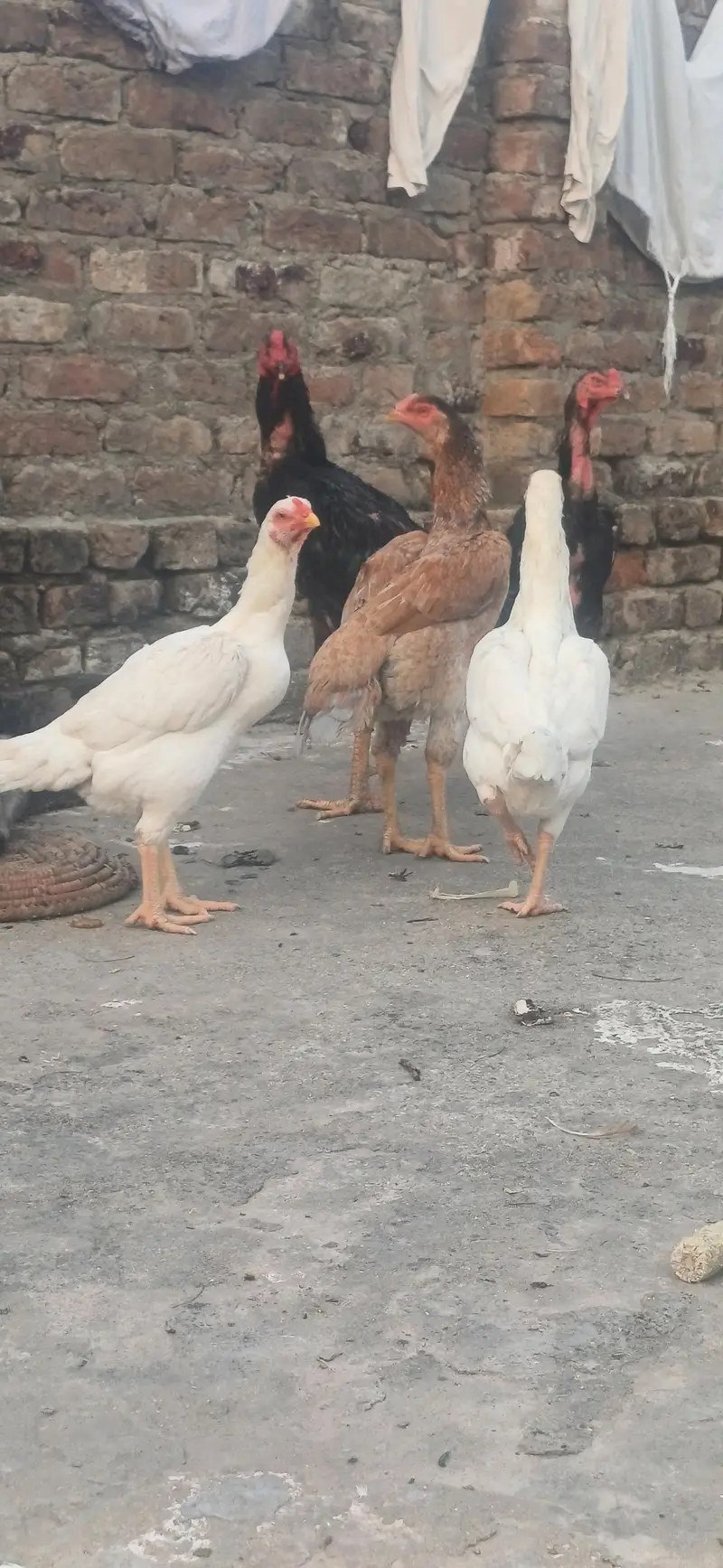 Aseel shamo for sale — photo 2