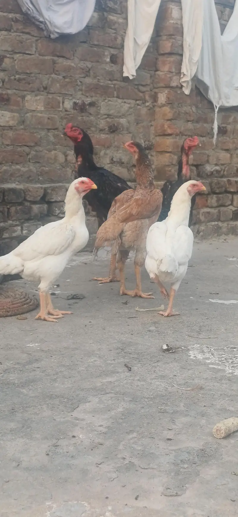Aseel shamo for sale — photo 4