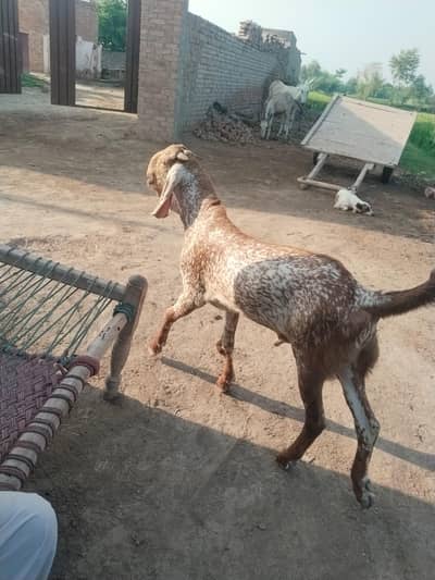 desi Bakra for sale