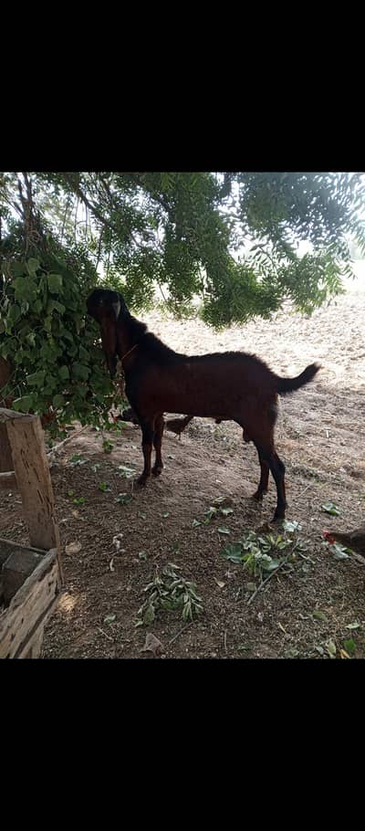 betal Bakra 2 dant
