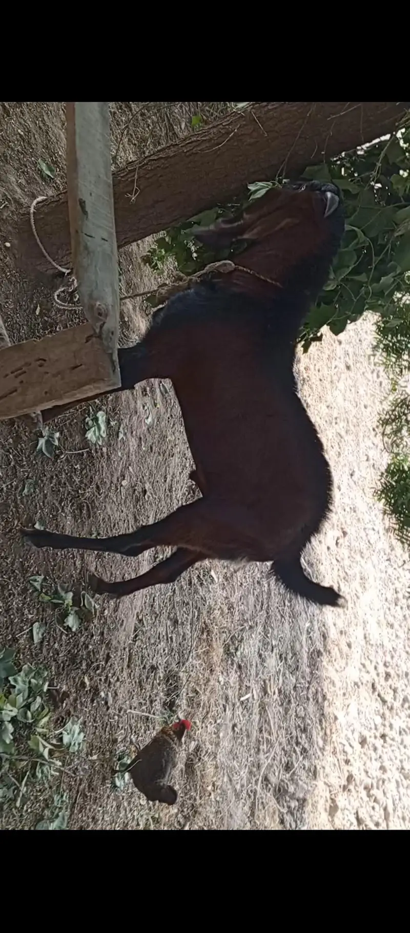 betal Bakra 2 dant — photo 2