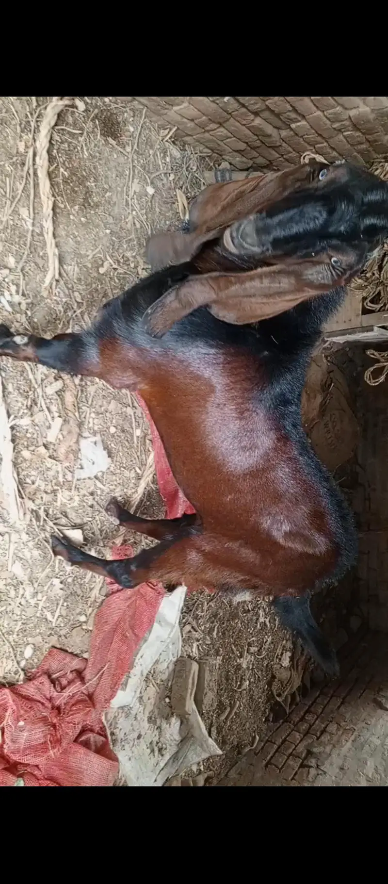 betal Bakra 2 dant — photo 6