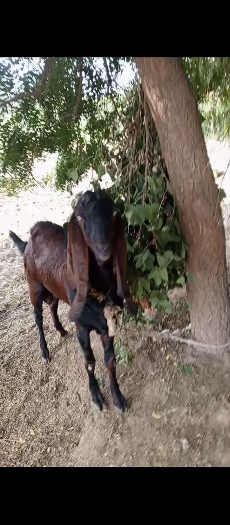 betal Bakra 2 dant — photo 7