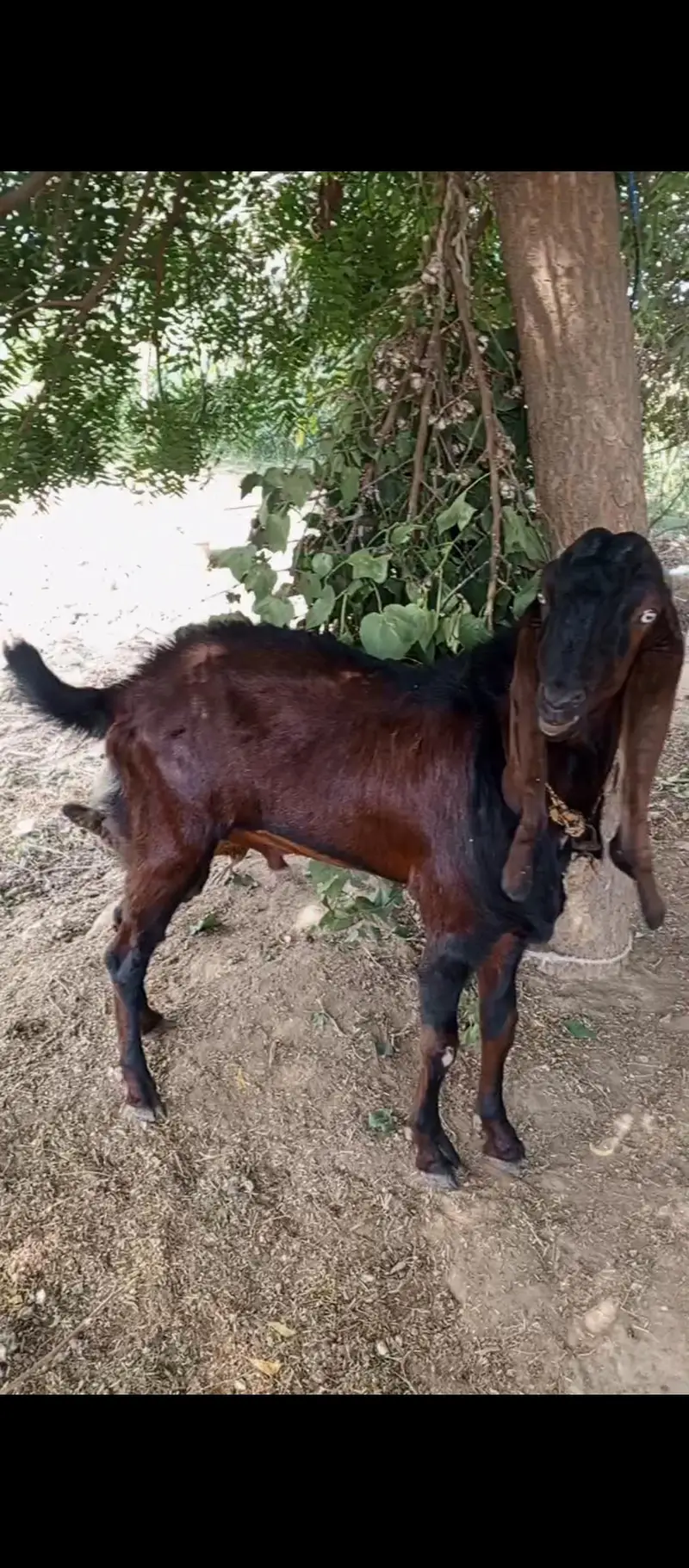 betal Bakra 2 dant — photo 8