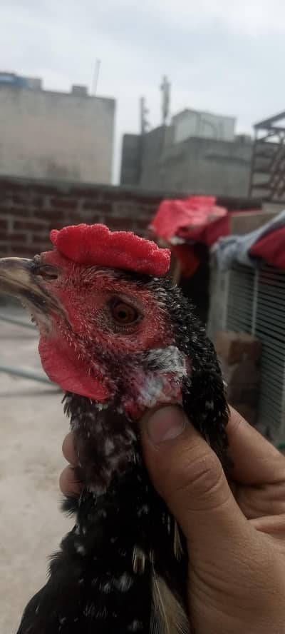 aseel Thai pakoya old blood shamo chick available