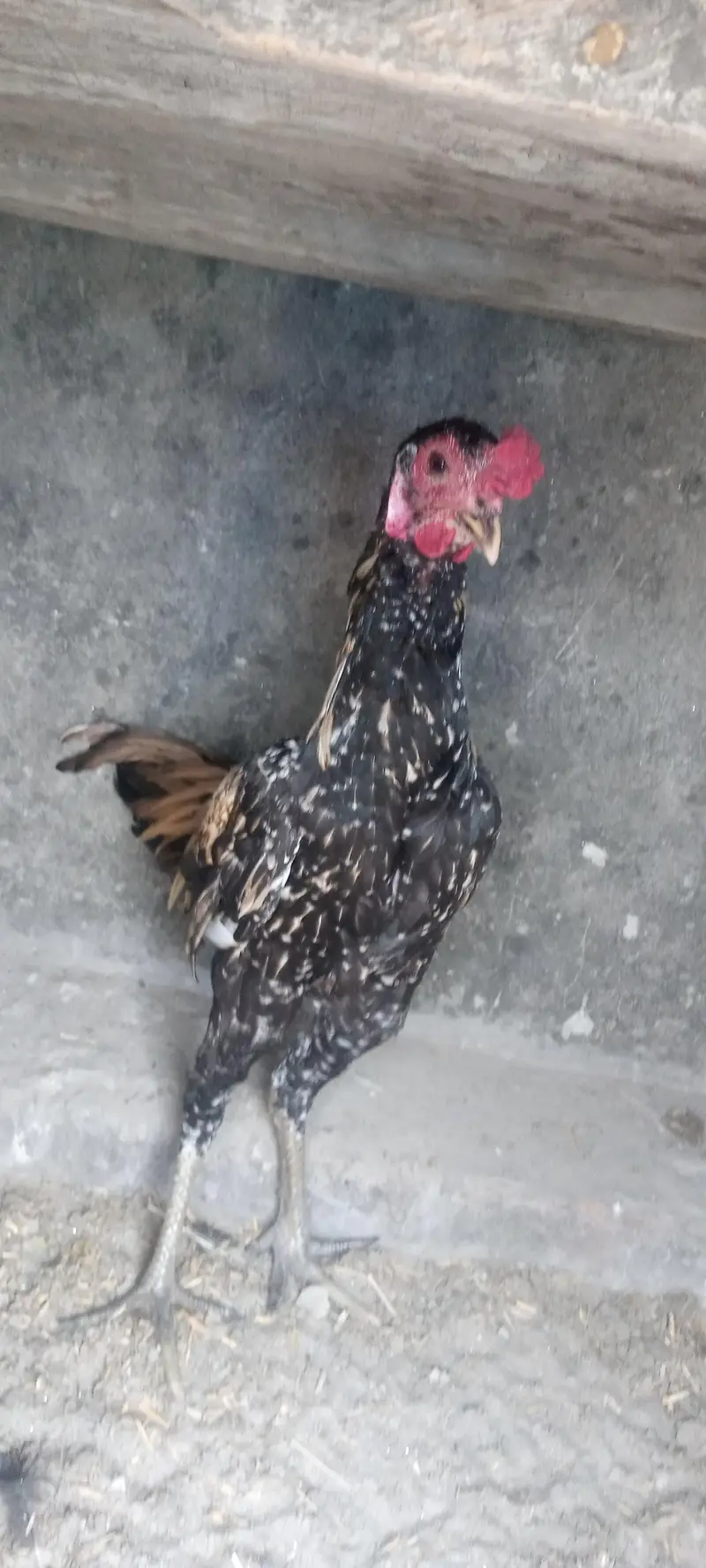 aseel Thai pakoya old blood shamo chick available — photo 2