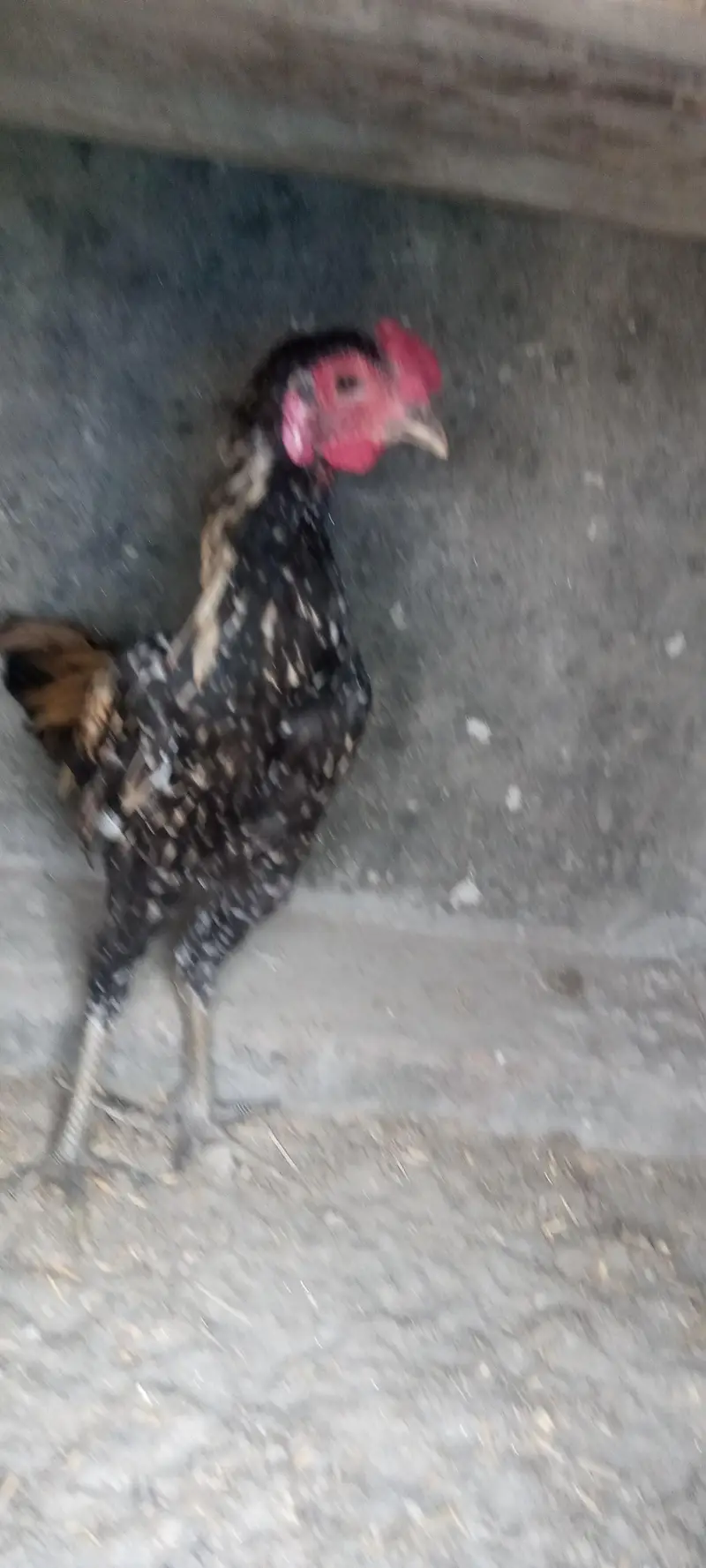 aseel Thai pakoya old blood shamo chick available — photo 3