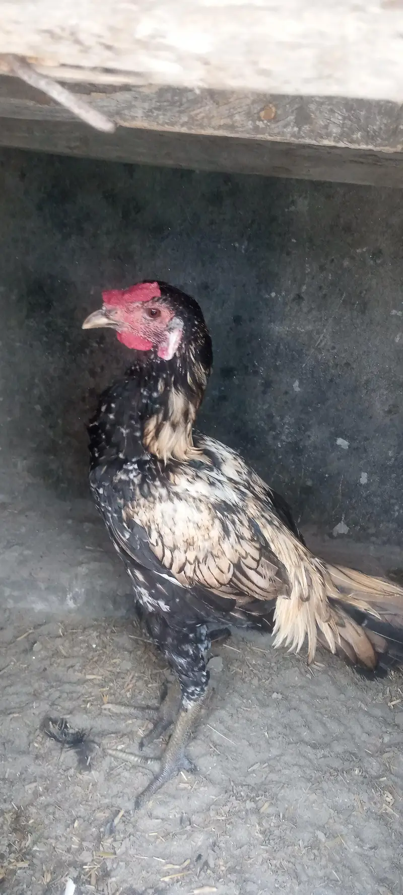 aseel Thai pakoya old blood shamo chick available — photo 4