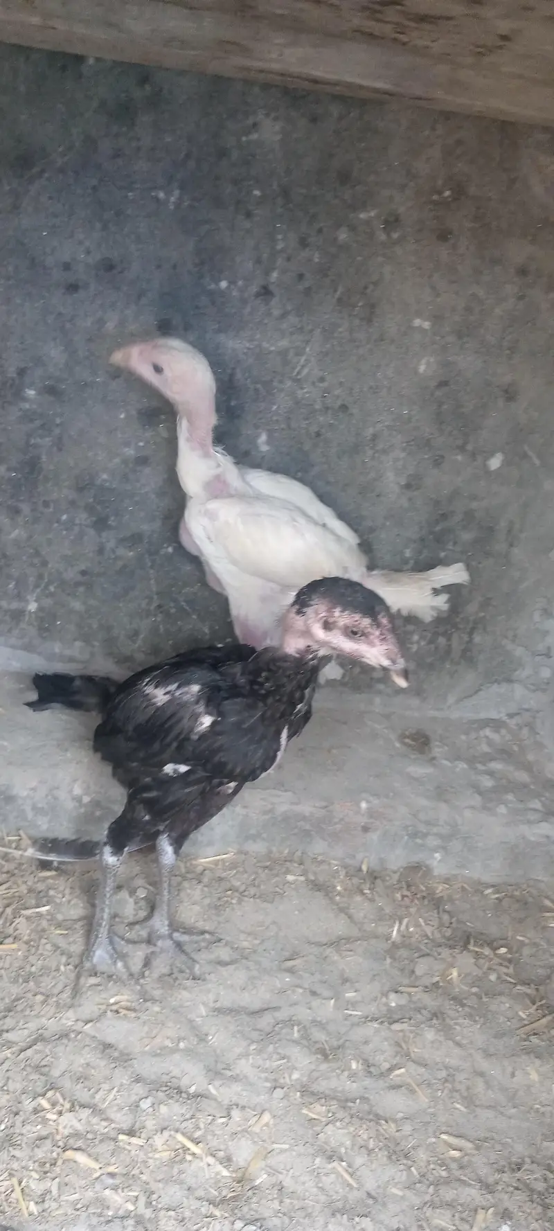 aseel Thai pakoya old blood shamo chick available — photo 6