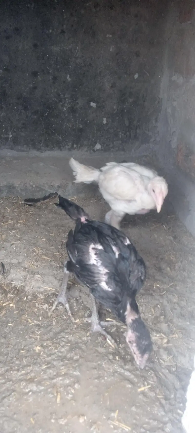 aseel Thai pakoya old blood shamo chick available — photo 8