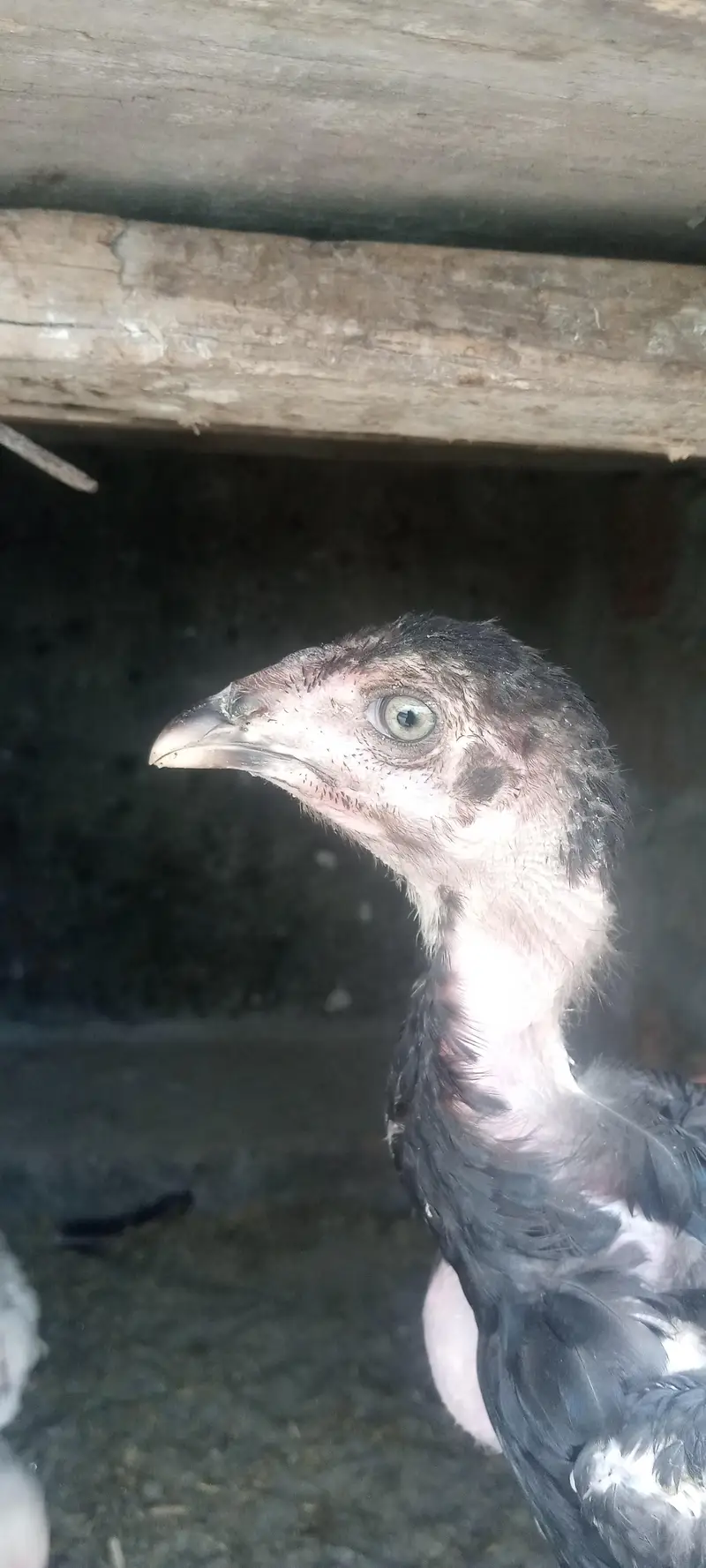 aseel Thai pakoya old blood shamo chick available — photo 10
