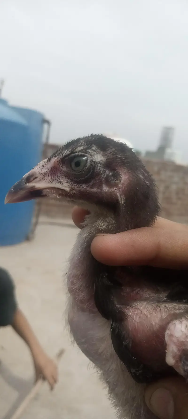 aseel Thai pakoya old blood shamo chick available — photo 11