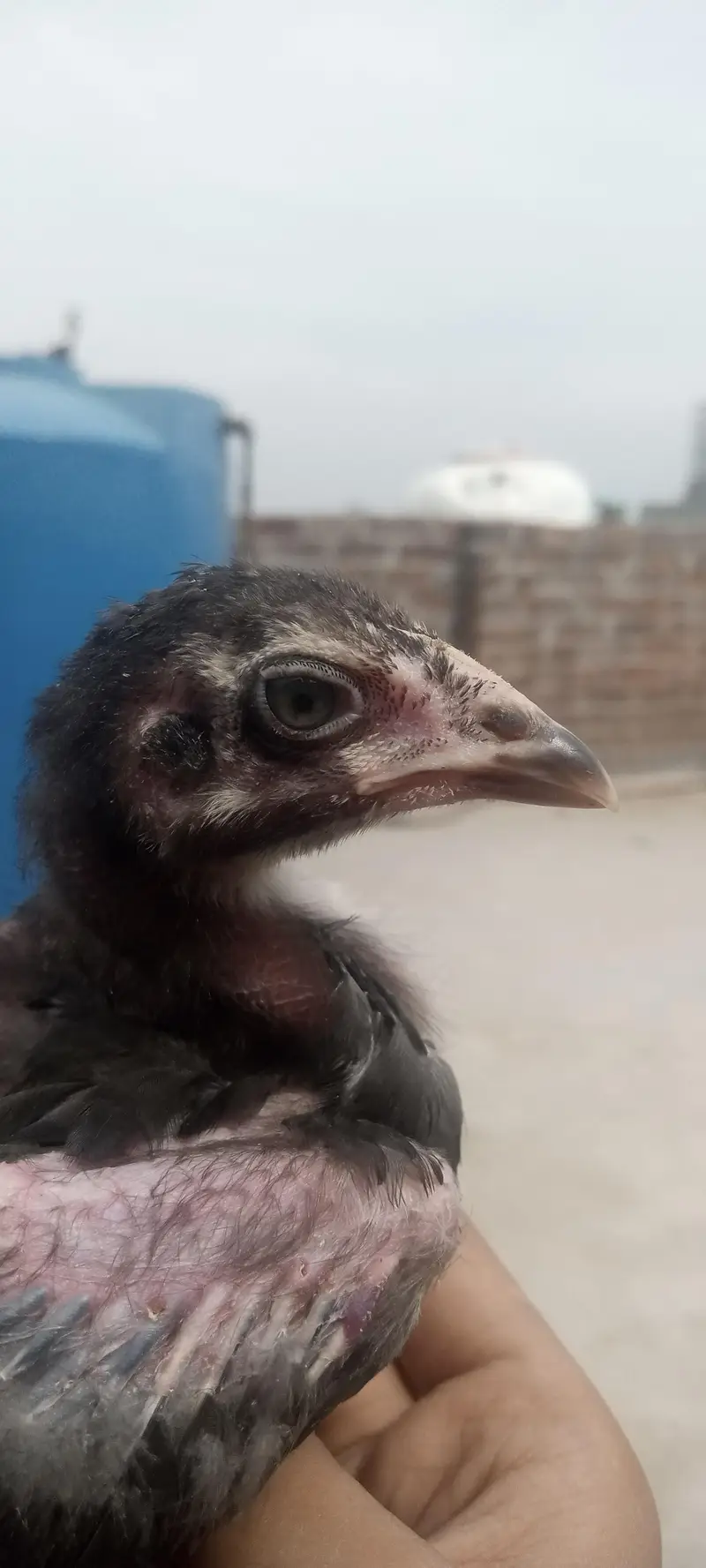 aseel Thai pakoya old blood shamo chick available — photo 12