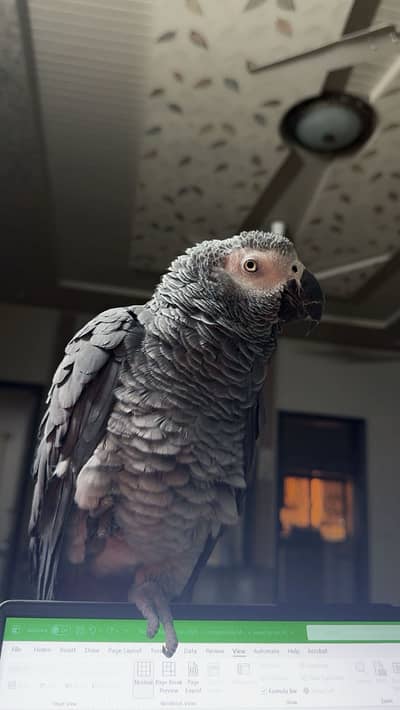 Talking African Grey Parrot For Sale