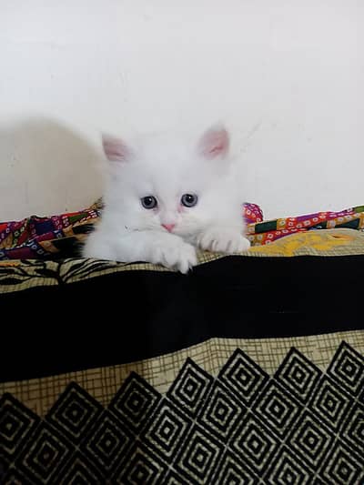 beautiful persian  kitten  active n healthy