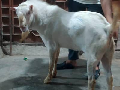 teddy gulabi breeder A+ breeder