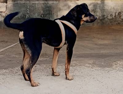 secorty dog tranid dog out stander quilty