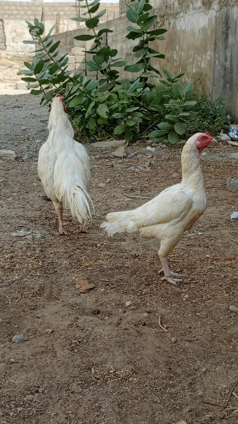 HEERA PAIR FOR SALE URGENT — photo 2