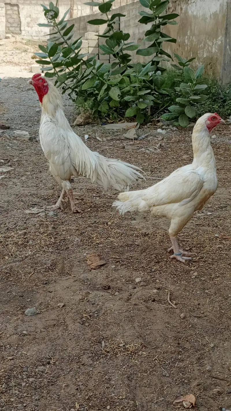 HEERA PAIR FOR SALE URGENT — photo 3