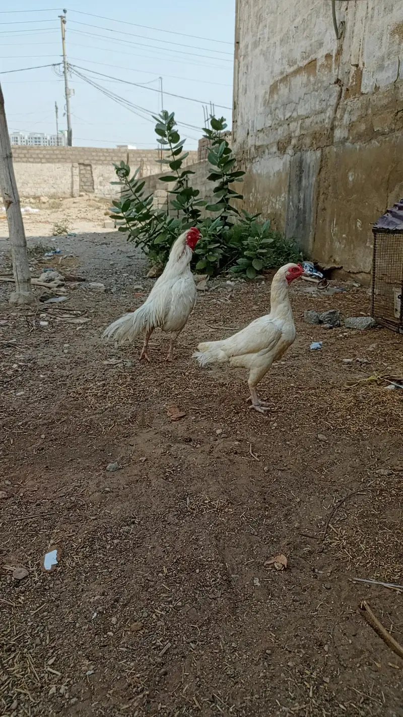 HEERA PAIR FOR SALE URGENT — photo 4