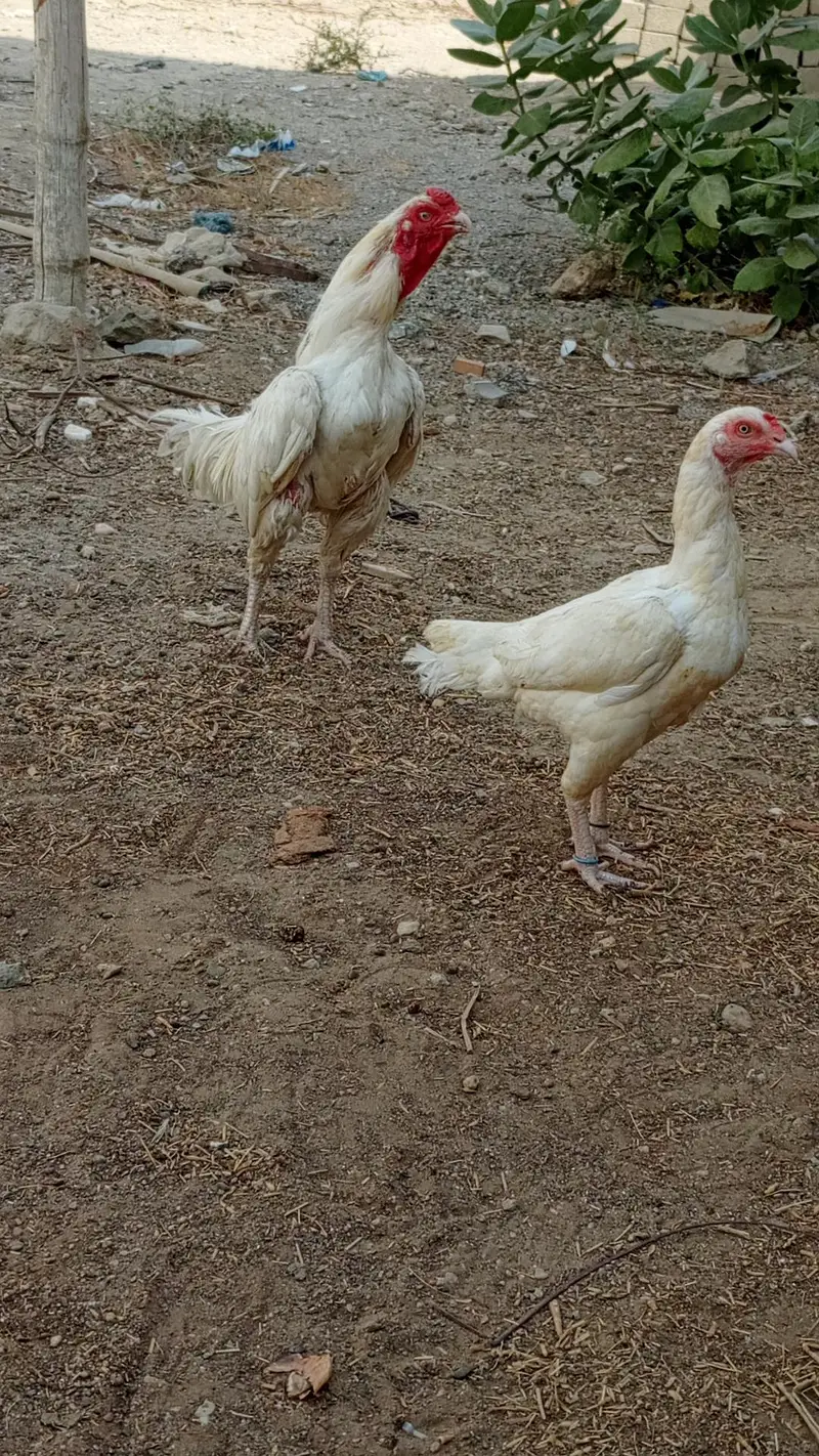 HEERA PAIR FOR SALE URGENT — photo 5