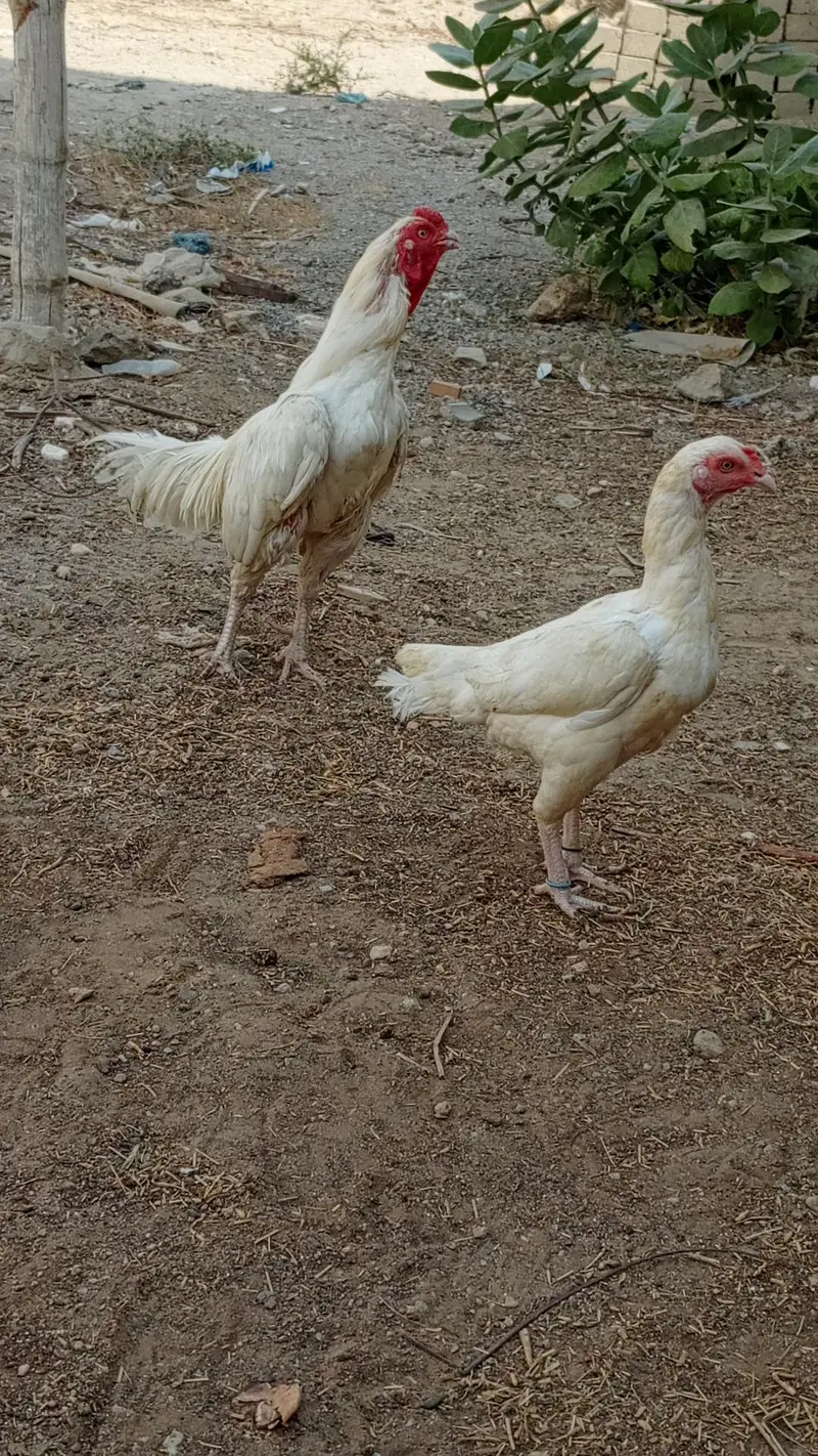 HEERA PAIR FOR SALE URGENT — photo 6