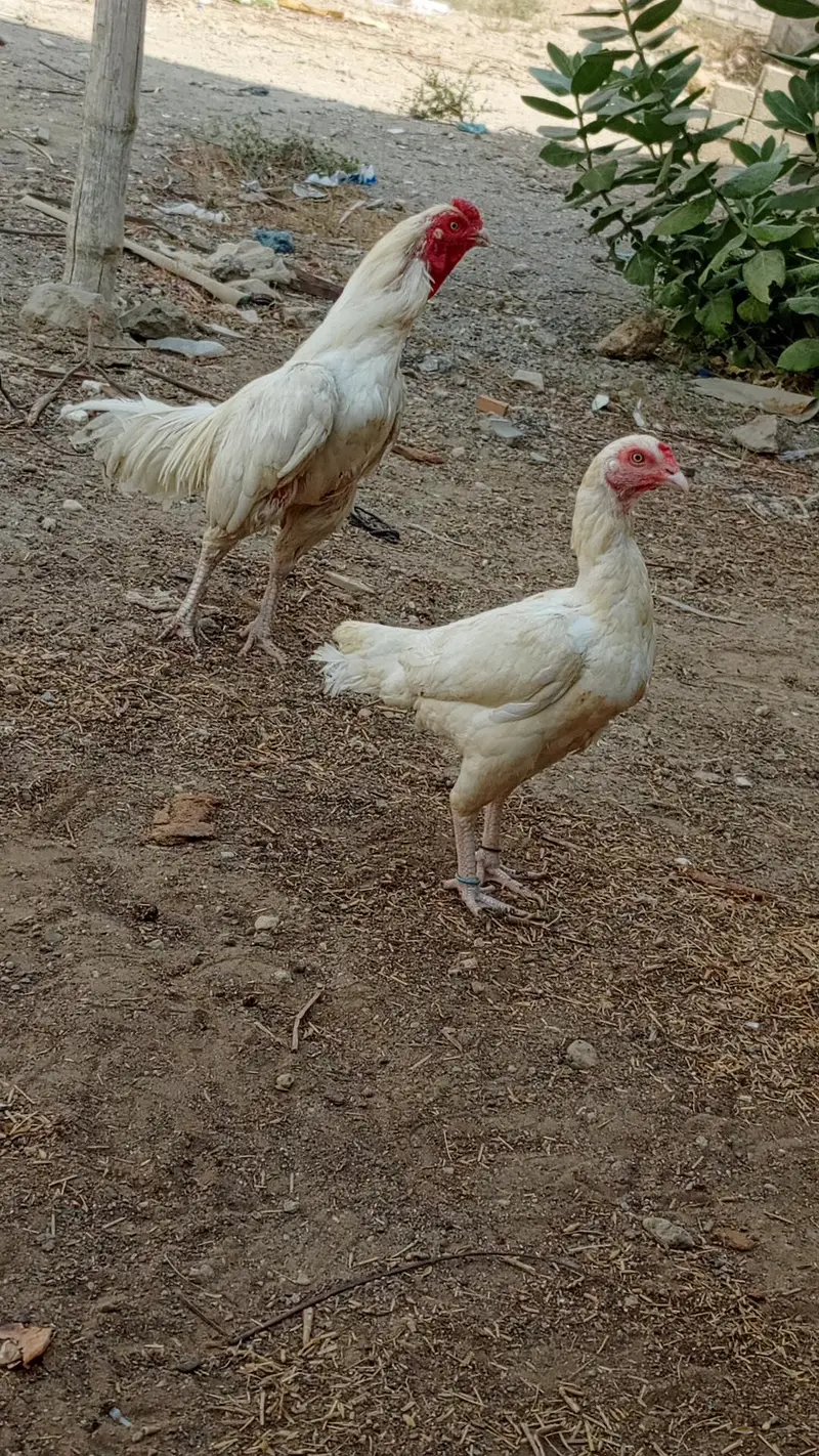 HEERA PAIR FOR SALE URGENT — photo 7