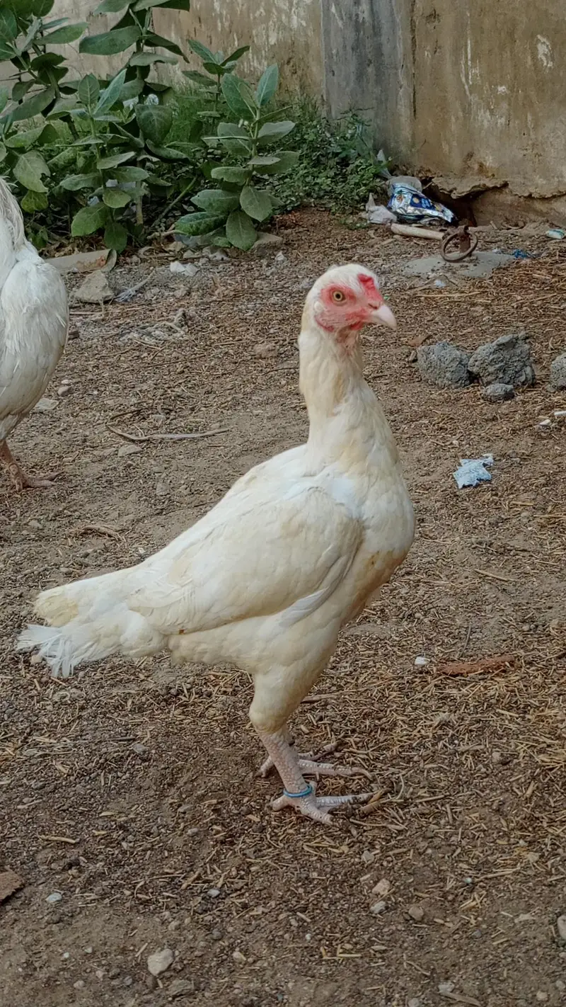 HEERA PAIR FOR SALE URGENT — photo 8