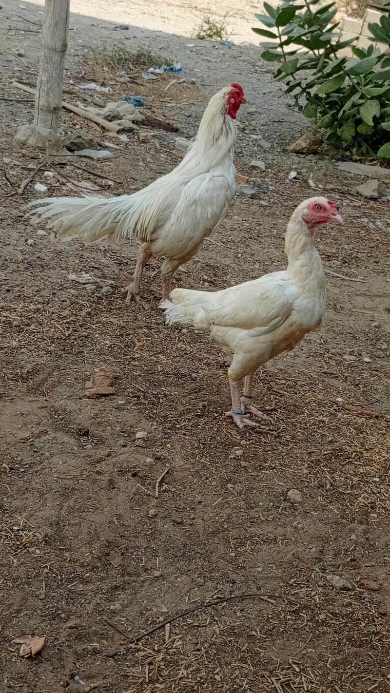 HEERA PAIR FOR SALE URGENT — photo 9