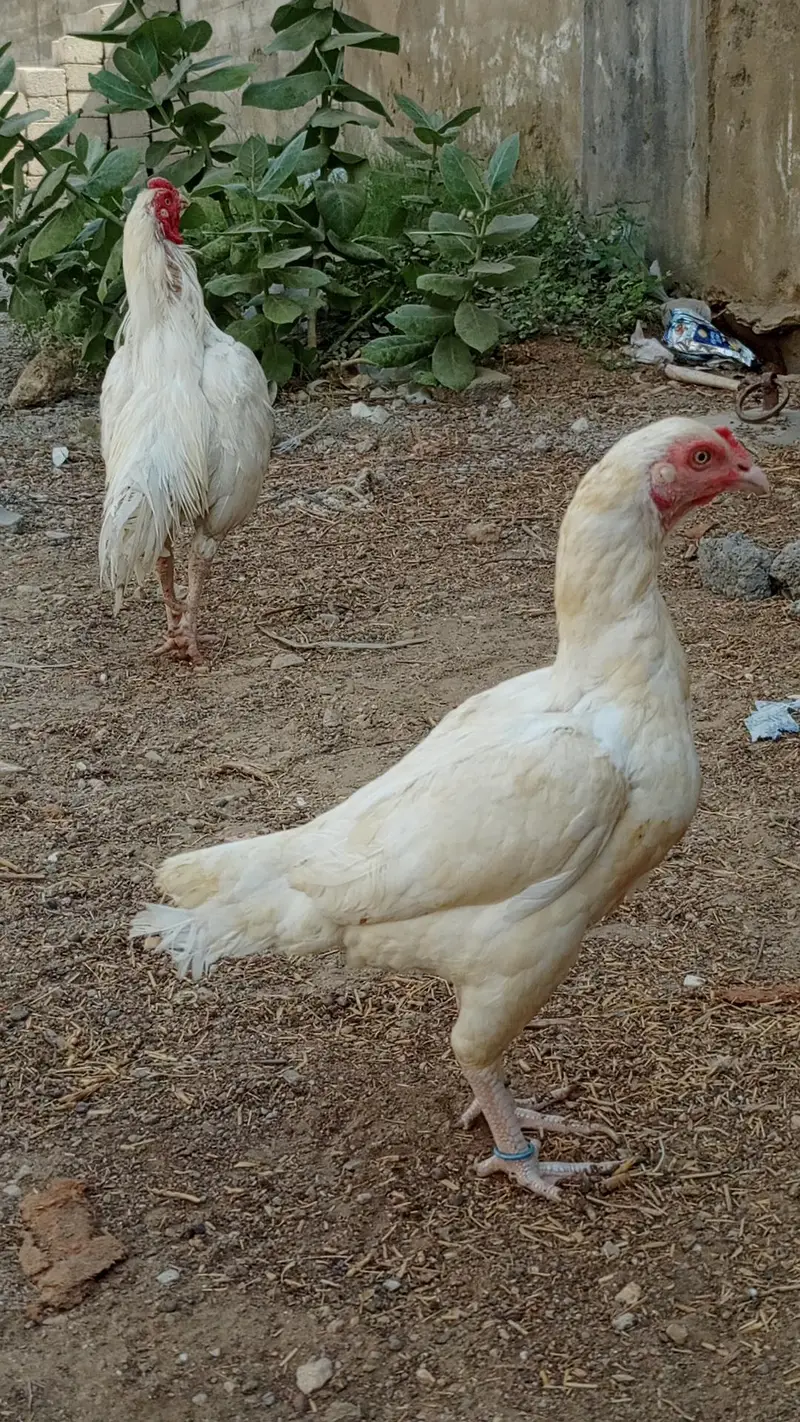 HEERA PAIR FOR SALE URGENT — photo 10