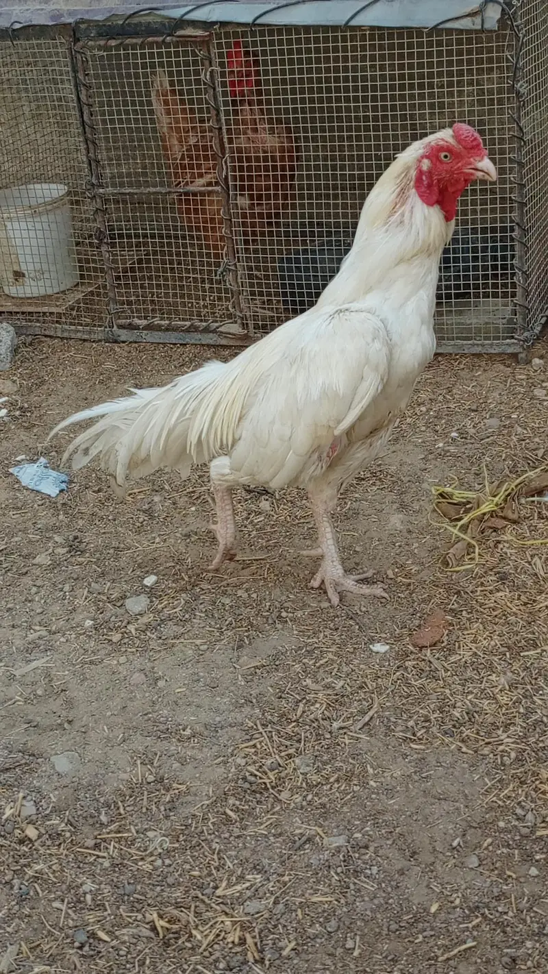 HEERA PAIR FOR SALE URGENT — photo 11