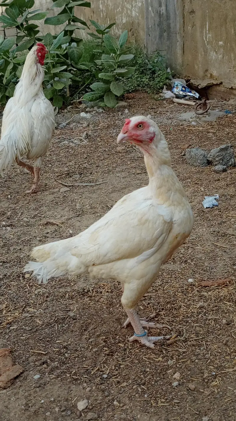 HEERA PAIR FOR SALE URGENT — photo 12