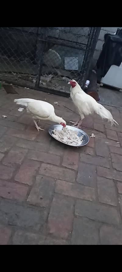 Heera white pair for sale