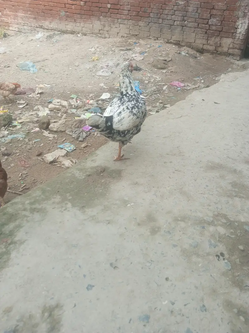 aseel murghi — photo 8