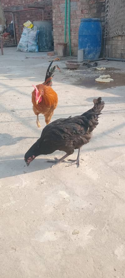 breeder murgiyan Ghar Ki Pali Hui two female and one male