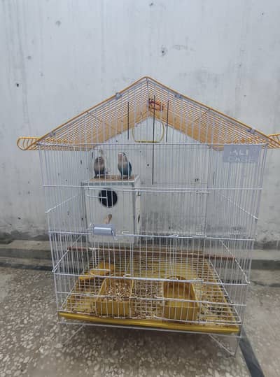Love birds cute pair for sale with Cage