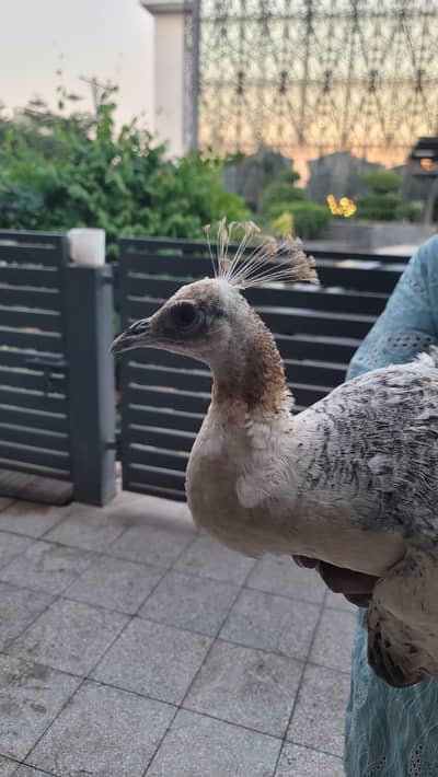 peahen (peacock female)