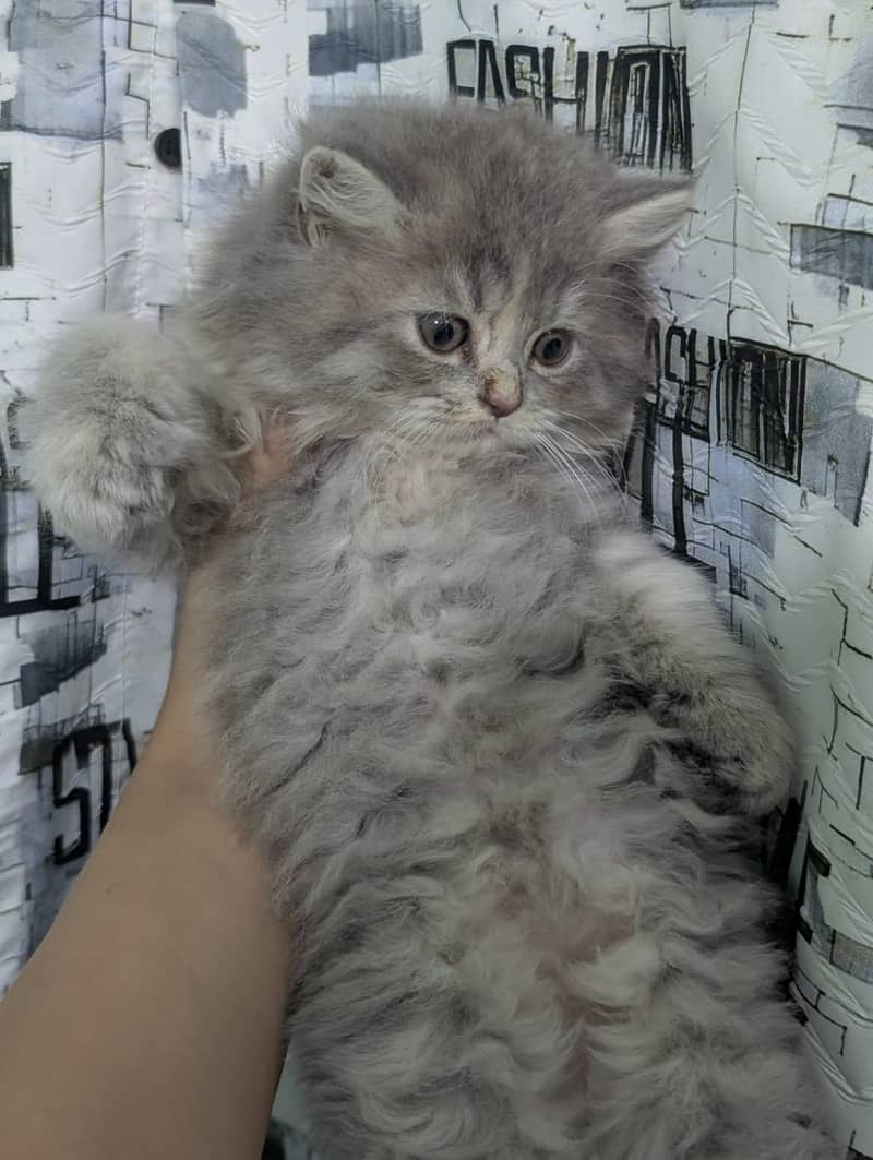 Persian kittens 2