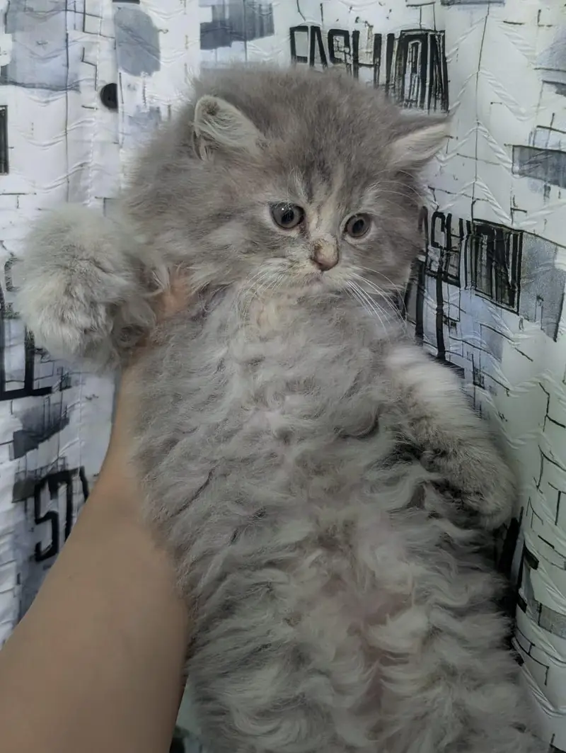Persian kittens — photo 3