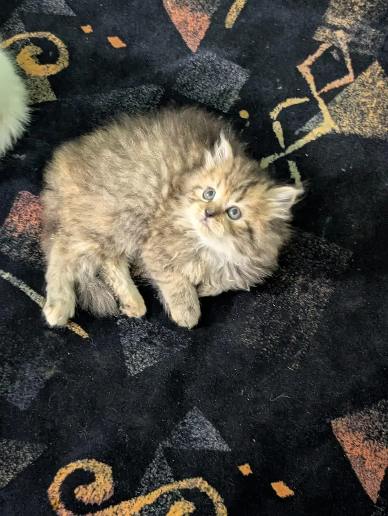 Persian kittens — photo 4