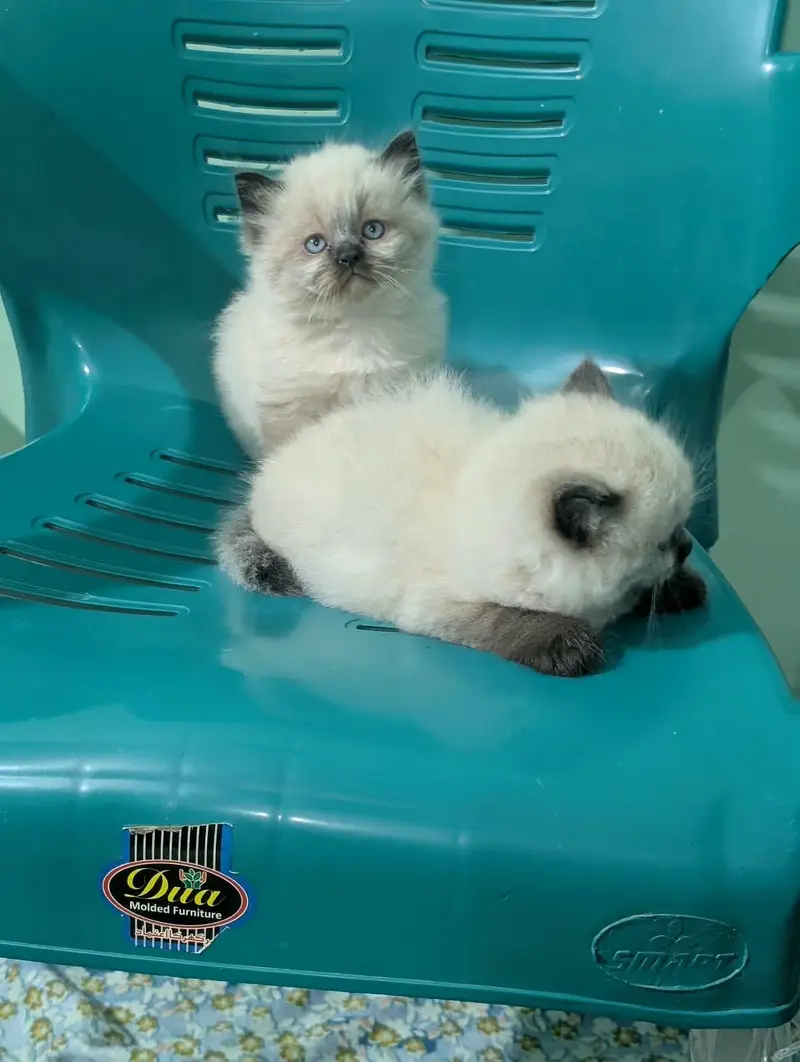 Persian kittens — photo 5